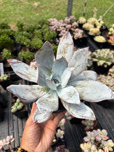 Load image into Gallery viewer, Echeveria Cante - April Farm/Rare Succulent