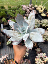 Load image into Gallery viewer, Echeveria Cante - April Farm/Rare Succulent