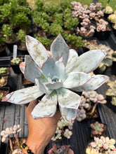 Load image into Gallery viewer, Echeveria Cante - April Farm/Rare Succulent