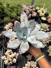 Load image into Gallery viewer, Echeveria Cante - April Farm/Rare Succulent