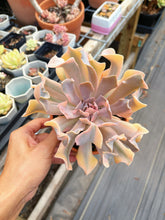 Load image into Gallery viewer, Echeveria &#39;Liberia&#39; Variegated Cluster (1) - April Farm/Rare Succulent
