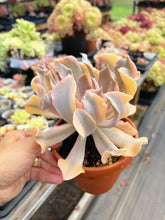 Load image into Gallery viewer, Echeveria &#39;Liberia&#39; Variegated Cluster (1) - April Farm/Rare Succulent
