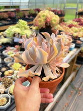 Load image into Gallery viewer, Echeveria &#39;Liberia&#39; Variegated Cluster (1) - April Farm/Rare Succulent
