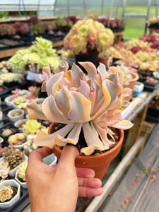 Echeveria 'Liberia' Variegated Cluster (1) - April Farm/Rare Succulent