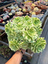 Load image into Gallery viewer, Aeonium Variegated Green Emerald Extra Large Bouquet (3) - April Farm/Rare Succulent
