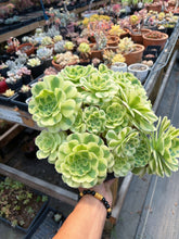 Load image into Gallery viewer, Aeonium Variegated Green Emerald Extra Large Bouquet (3) - April Farm/Rare Succulent
