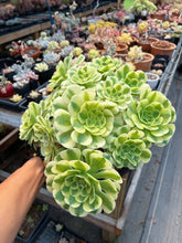 Load image into Gallery viewer, Aeonium Variegated Green Emerald Extra Large Bouquet (3) - April Farm/Rare Succulent

