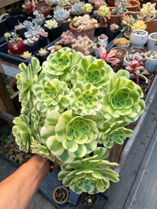 Aeonium Variegated Green Emerald Extra Large Bouquet (3) - April Farm/Rare Succulent