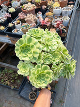 Load image into Gallery viewer, Aeonium Variegated Green Emerald Extra Large Bouquet (3) - April Farm/Rare Succulent
