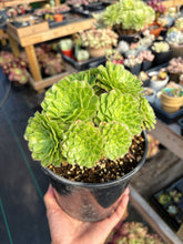 Load image into Gallery viewer, Aeonium Variegated Zhifou - April Farm/Rare Succulent

