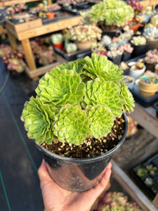 Aeonium Variegated Zhifou - April Farm/Rare Succulent
