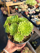 Load image into Gallery viewer, Aeonium Variegated Zhifou - April Farm/Rare Succulent
