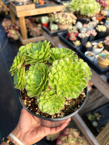 Aeonium Variegated Zhifou - April Farm/Rare Succulent