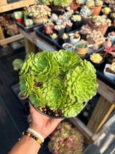 Load image into Gallery viewer, Aeonium Variegated Zhifou - April Farm/Rare Succulent
