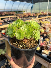 Load image into Gallery viewer, Aeonium Variegated Zhifou - April Farm/Rare Succulent
