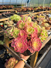 Load image into Gallery viewer, Aeonium Pink Witch Extra Large Bouquet (1) - April Farm/Rare Succulent
