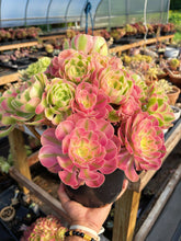 Load image into Gallery viewer, Aeonium Pink Witch Extra Large Bouquet (1) - April Farm/Rare Succulent
