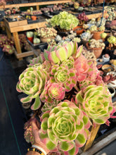 Load image into Gallery viewer, Aeonium Pink Witch Extra Large Bouquet (1) - April Farm/Rare Succulent
