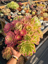 Load image into Gallery viewer, Aeonium Pink Witch Extra Large Bouquet (1) - April Farm/Rare Succulent
