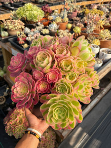 Aeonium Pink Witch Extra Large Bouquet (1) - April Farm/Rare Succulent