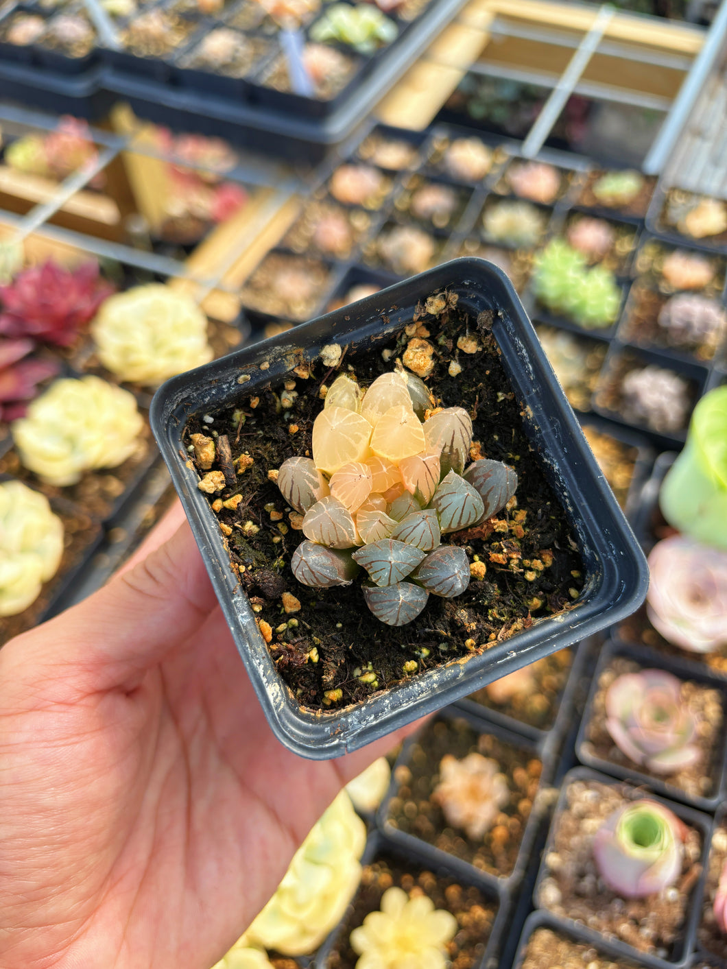 Haworthia obtusa neonlight variegated - April Farm/Rare Succulent