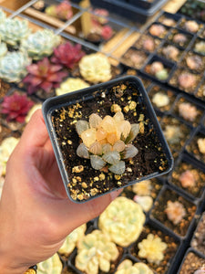 Haworthia obtusa neonlight variegated - April Farm/Rare Succulent