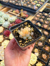 Load image into Gallery viewer, Haworthia obtusa neonlight variegated - April Farm/Rare Succulent
