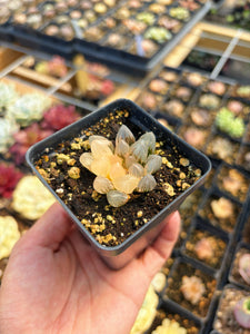 Haworthia obtusa neonlight variegated - April Farm/Rare Succulent