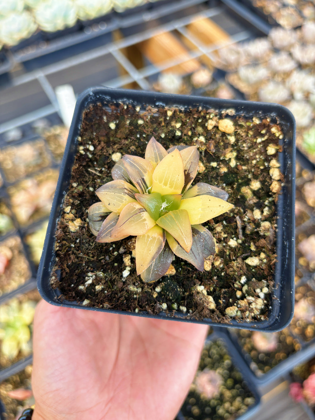 Haworthia Variegated Ruby Bunsho (1) - April Farm/Rare Succulent