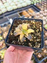 Load image into Gallery viewer, Haworthia Variegated Ruby Bunsho (1) - April Farm/Rare Succulent
