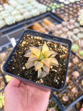 Load image into Gallery viewer, Haworthia Variegated Ruby Bunsho (1) - April Farm/Rare Succulent
