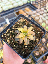 Load image into Gallery viewer, Haworthia Variegated Ruby Bunsho (1) - April Farm/Rare Succulent
