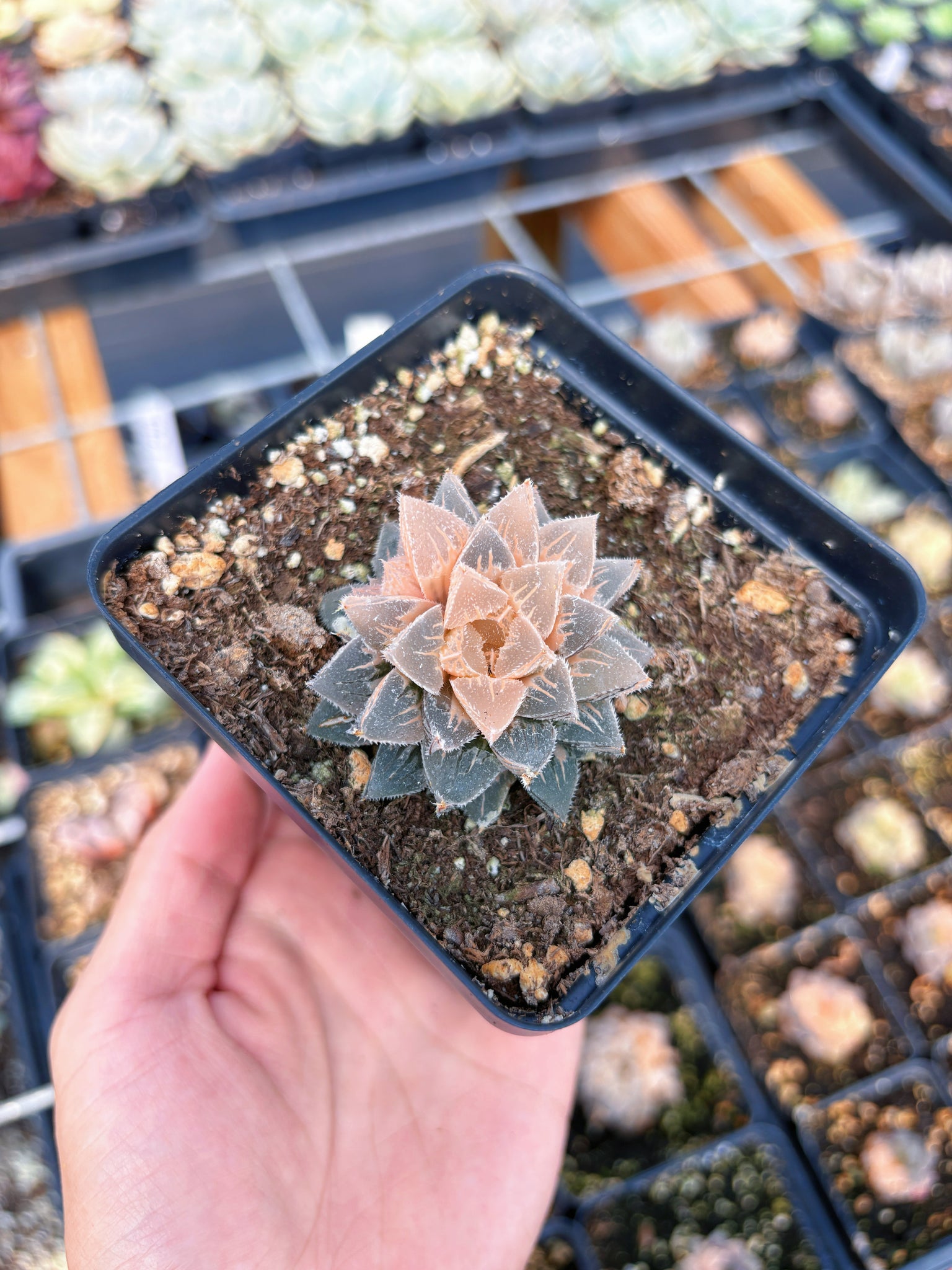 sugars succulents Haworthia Variegated Frosted Sugar (1)