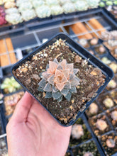 Load image into Gallery viewer, Haworthia Variegated Frosted Sugar (1) - April Farm/Rare Succulent
