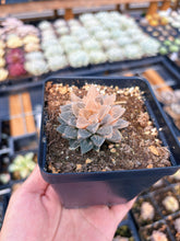 Load image into Gallery viewer, Haworthia Variegated Frosted Sugar (1) - April Farm/Rare Succulent
