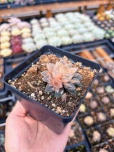 Load image into Gallery viewer, Haworthia Variegated Frosted Sugar (1) - April Farm/Rare Succulent
