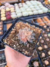 Load image into Gallery viewer, Haworthia Variegated Frosted Sugar (1) - April Farm/Rare Succulent
