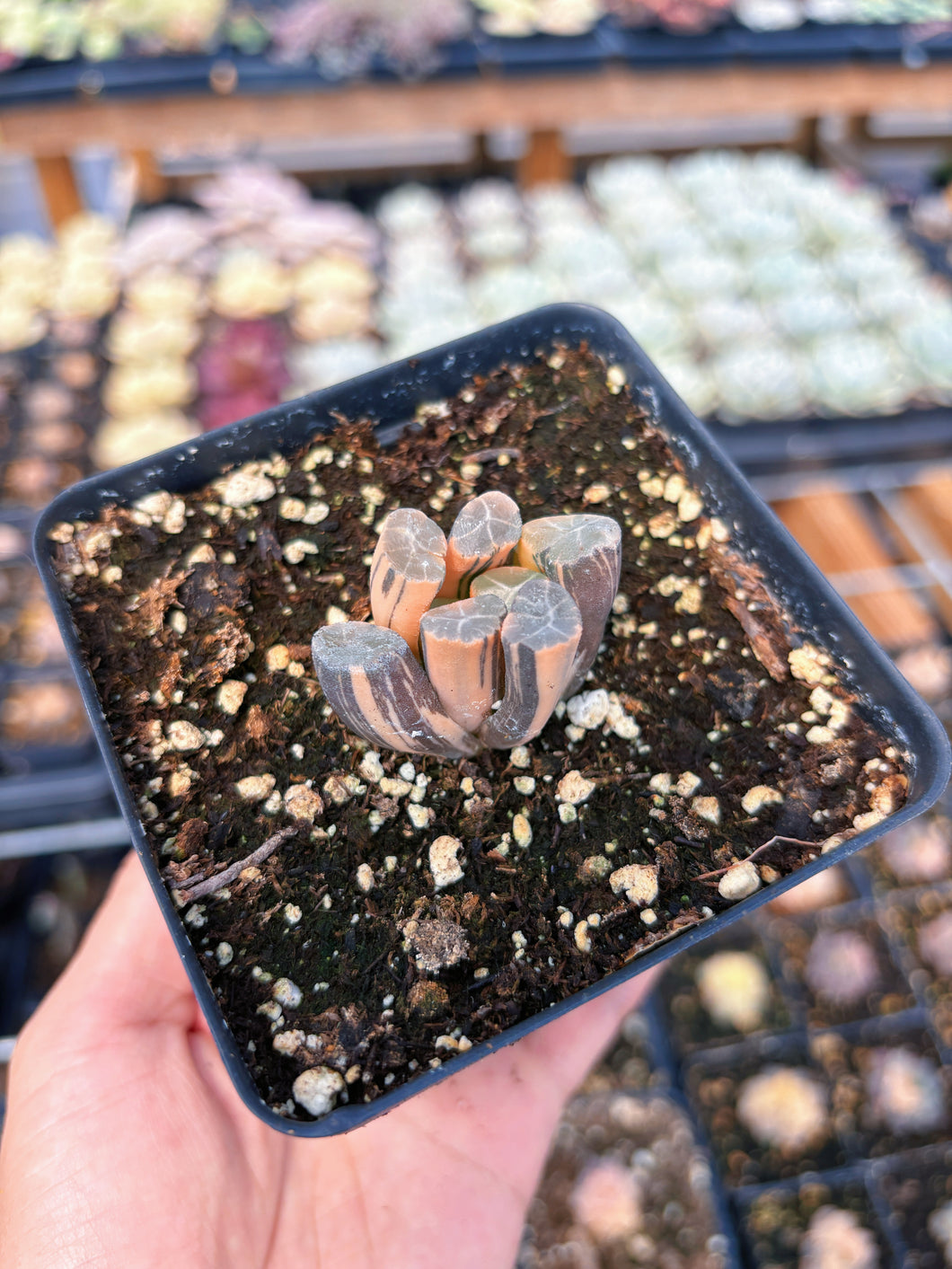 Haworthia Variegated Snow Crystal (1) - April Farm/Rare Succulent