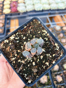Haworthia Variegated Snow Crystal (1) - April Farm/Rare Succulent