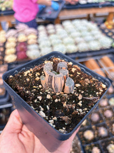 Haworthia Variegated Snow Crystal (1) - April Farm/Rare Succulent