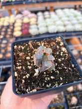 Load image into Gallery viewer, Haworthia Variegated Snow Crystal (1) - April Farm/Rare Succulent
