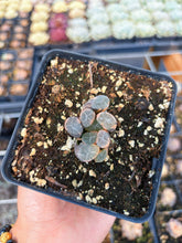 Load image into Gallery viewer, Haworthia Variegated Snow Crystal (1) - April Farm/Rare Succulent
