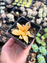 Load image into Gallery viewer, Haworthia Variegated Furry Picta (1) - April Farm/Rare Succulent
