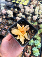 Load image into Gallery viewer, Haworthia Variegated Furry Picta (1) - April Farm/Rare Succulent
