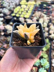 Haworthia Variegated Furry Picta (1) - April Farm/Rare Succulent