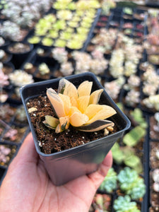 Haworthia Variegated Furry Picta (1) - April Farm/Rare Succulent