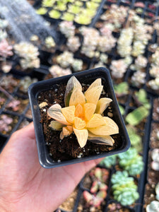 Haworthia Variegated Furry Picta (1) - April Farm/Rare Succulent