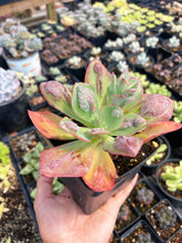 Load image into Gallery viewer, Echeveria Baron Bold - April Farm/Rare Succulent
