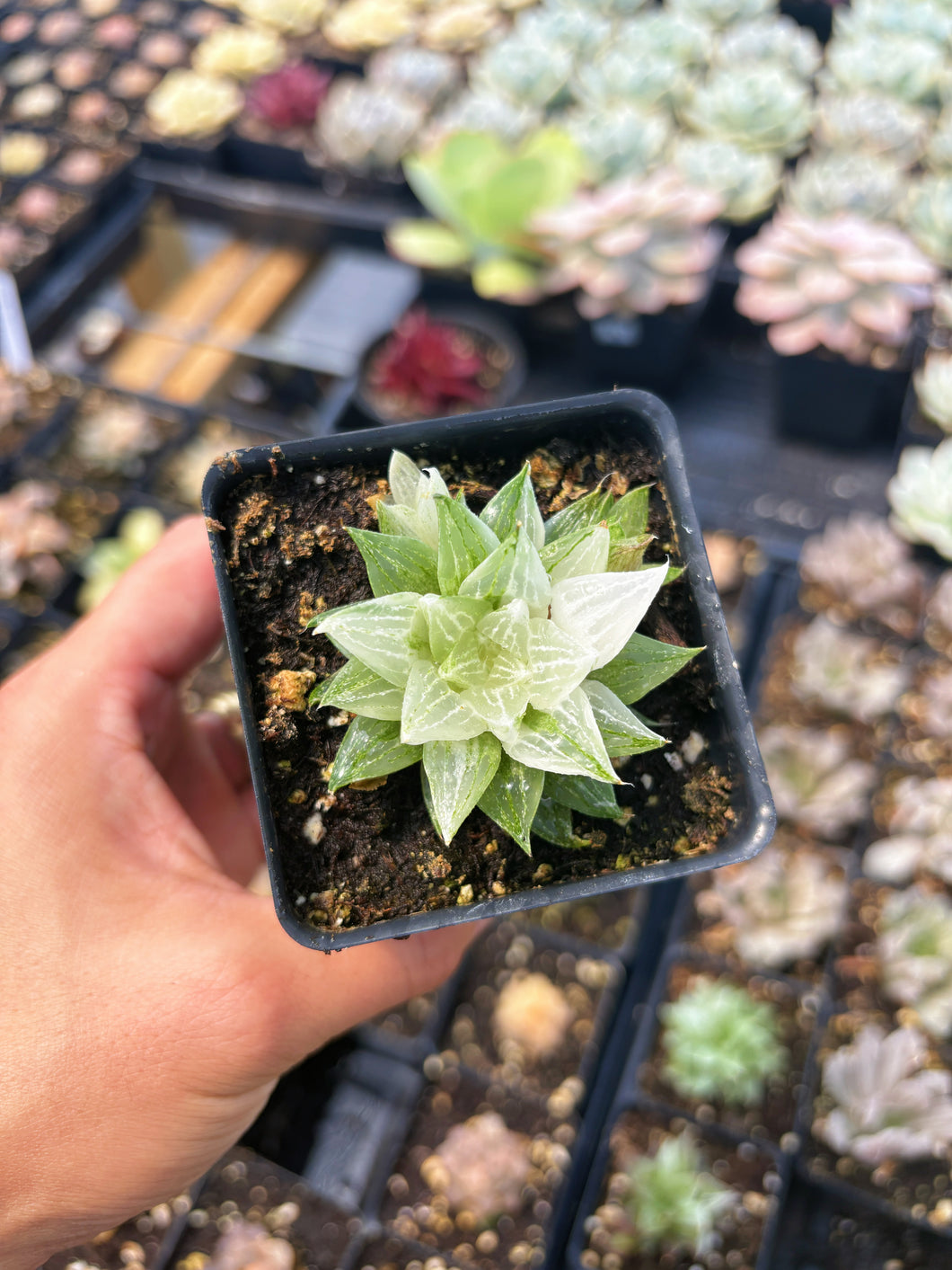 Haworthia Variegated Sugar Ice - April Farm/Rare Succulent