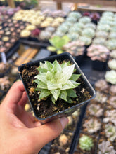 Load image into Gallery viewer, Haworthia Variegated Sugar Ice - April Farm/Rare Succulent
